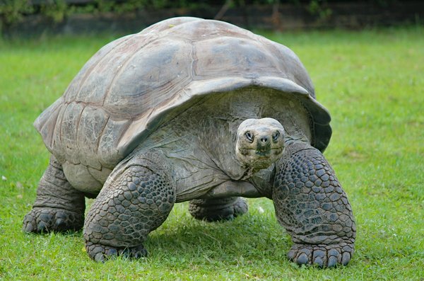 Quelle est la meilleure période pour observer les tortues géantes aux Galapagos ?